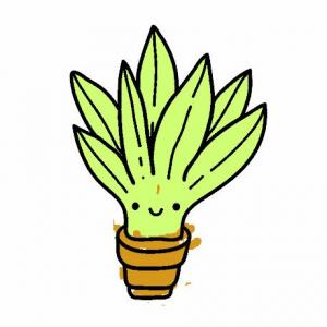 OCA DEL ALOE