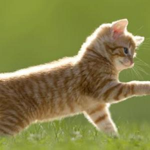 Juego de animales