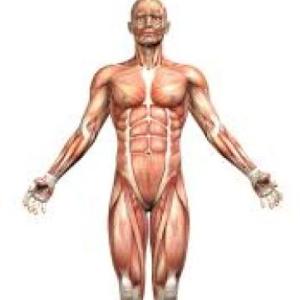 Órganos del Cuerpo Humano