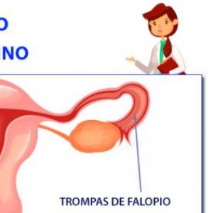 Sistema reproductor femenino 
