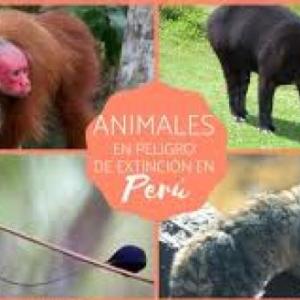 ANIMALES EN PELIGRO DE EXTINCIÓN 