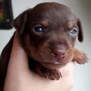 Baby Animals
