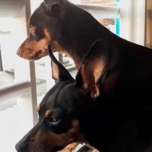 Baby Animals 2