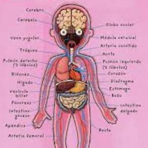 EL CUERPO HUMANO
