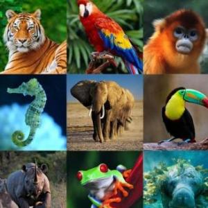 Kind of animals