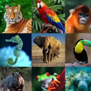 Kind of animals