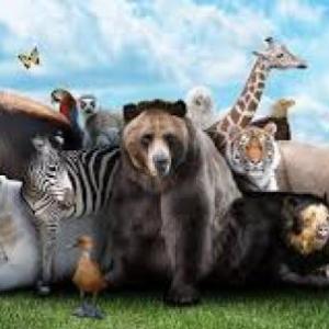 WILD ANIMALS