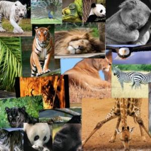 ANIMALES NIVEL 2