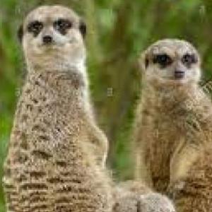 Animales para Lucas