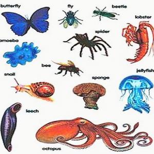 Invertebrates goose game