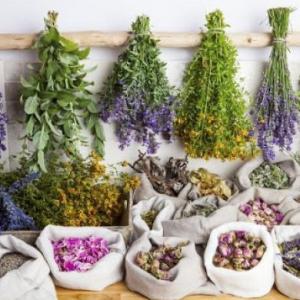 PLANTAS MEDICINALES