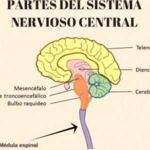 Sistema Nervioso Humano