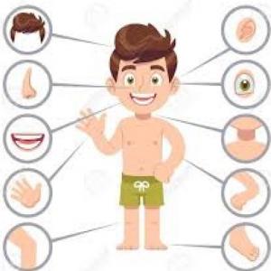 El cuerpo humano