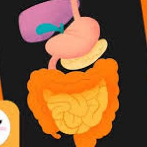 el sistema digestivo