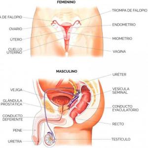 Aparato reproductor masculino y femenino.