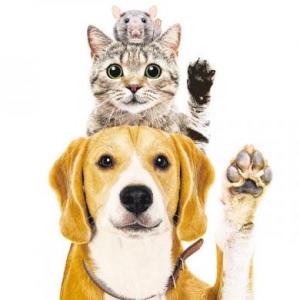 BIG AND SMALL PETS 