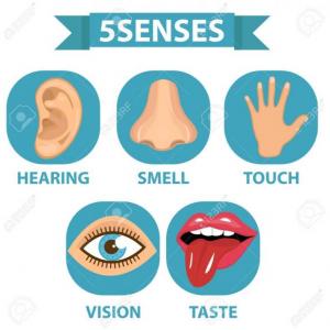 FIVE SENSES