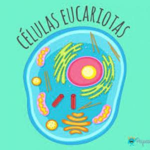 Celulas Eucariotas