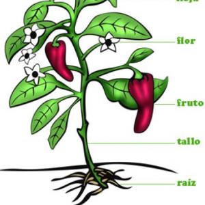 LAS PLANTAS