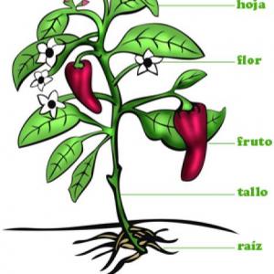 LAS PLANTAS