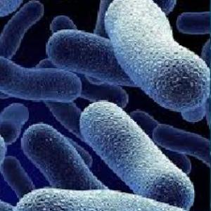 Trivia microbiótico