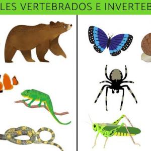 Animales vertebrados e Invertebrados