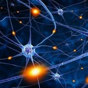 Juego de la Oca (plasticidad neuronal)