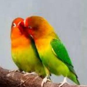 animales