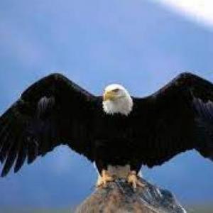 Animales en comun