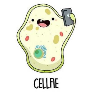 LA CÉLULA