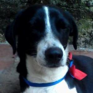 Imagen de portada del videojuego educativo: Animal y su vocal, de la temática Lengua
