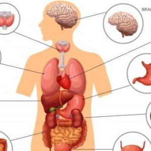 órganos del cuerpo humano