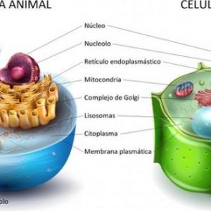 Imagen de portada del videojuego educativo: Organelos de la Célula Animal y Vegetal., de la temática Biología