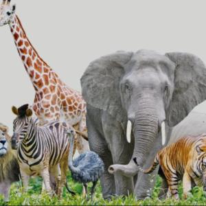 DeSAFIO ANIMAL