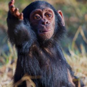 Portada del juego JUGANDO CON LOS ANIMALES DE LA SELVA – Lengua