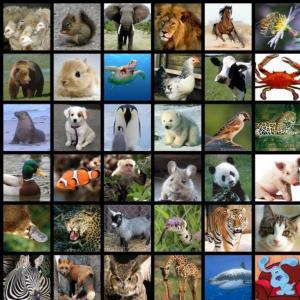 Nombre del animal 