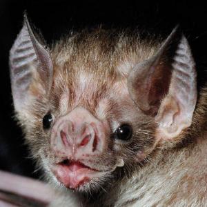 Encuesta sobre los murcielagos