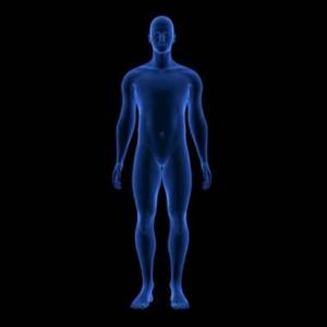 HUMAN BODY PARTS