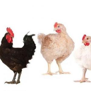 Imagen de portada del videojuego educativo: Juego con los temas de procesos en pollos de engorde y aves de postura., de la temática Ciencias