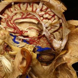 Neuroanatomía