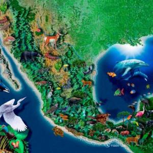 Patrones y tipos de biodiversidad