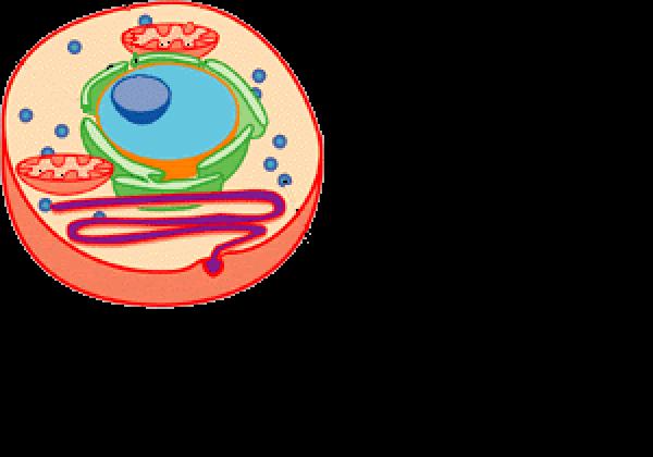 CIENCIAS NATURALES
