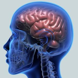 El Cerebro
