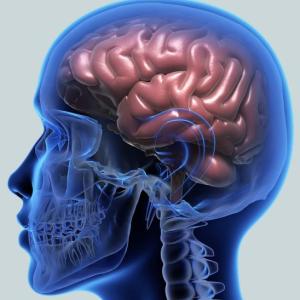 El Cerebro
