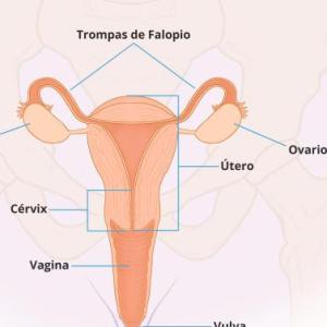 sistema reproductor femenino