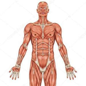 SISTEMA MUSCULAR