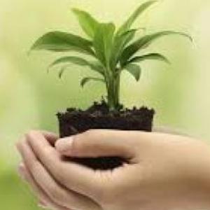 La Pandemia en el Medio Ambiente