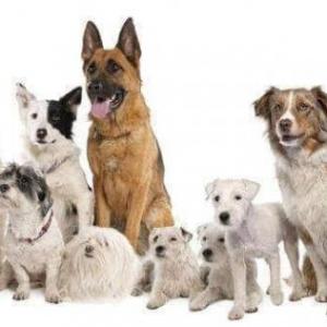 Portada del juego Identificar razas de perros – Cultura general