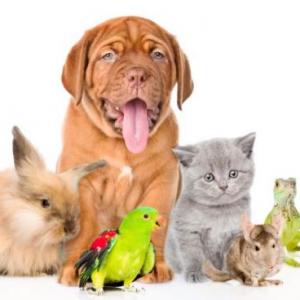 clasificacion de los animales