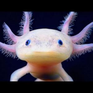 La trivia del monito bailarín